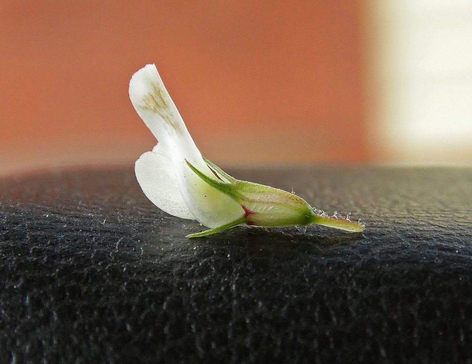 Изображение особи Trifolium repens.