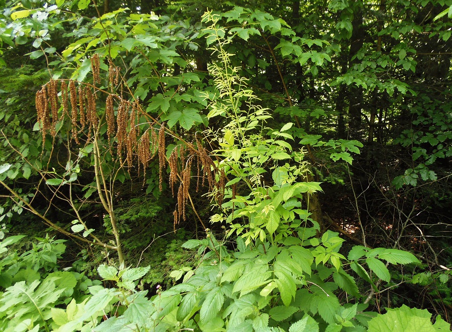 Image of Aruncus sylvestris specimen.