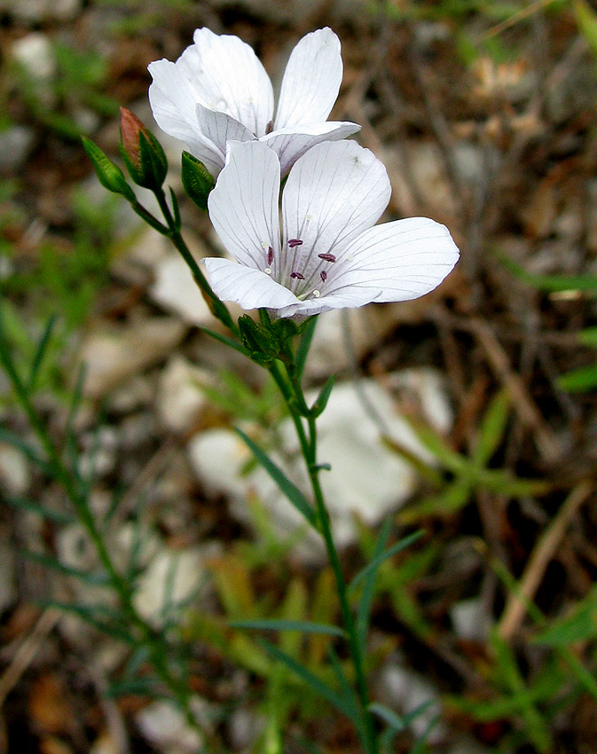 Изображение особи Linum tenuifolium.