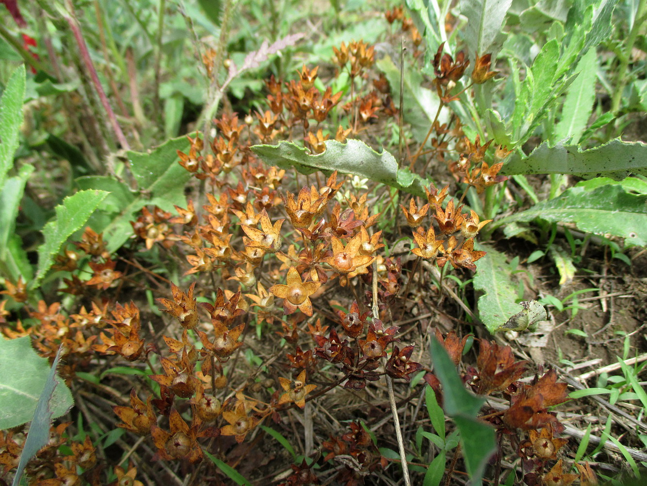 Image of Androsace maxima specimen.