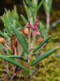 Andromeda polifolia