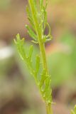 genus Senecio
