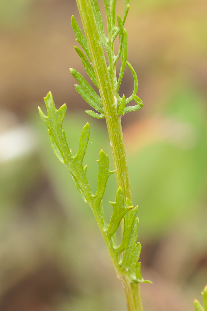 Image of genus Senecio specimen.