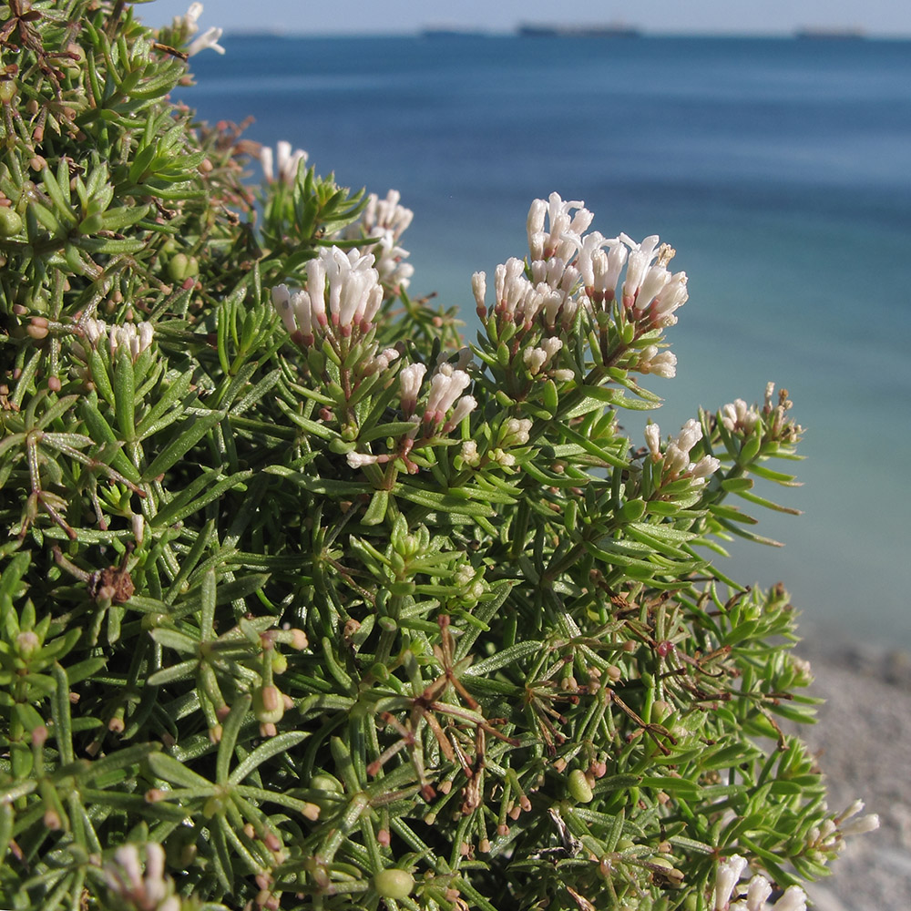 Изображение особи Asperula cretacea.