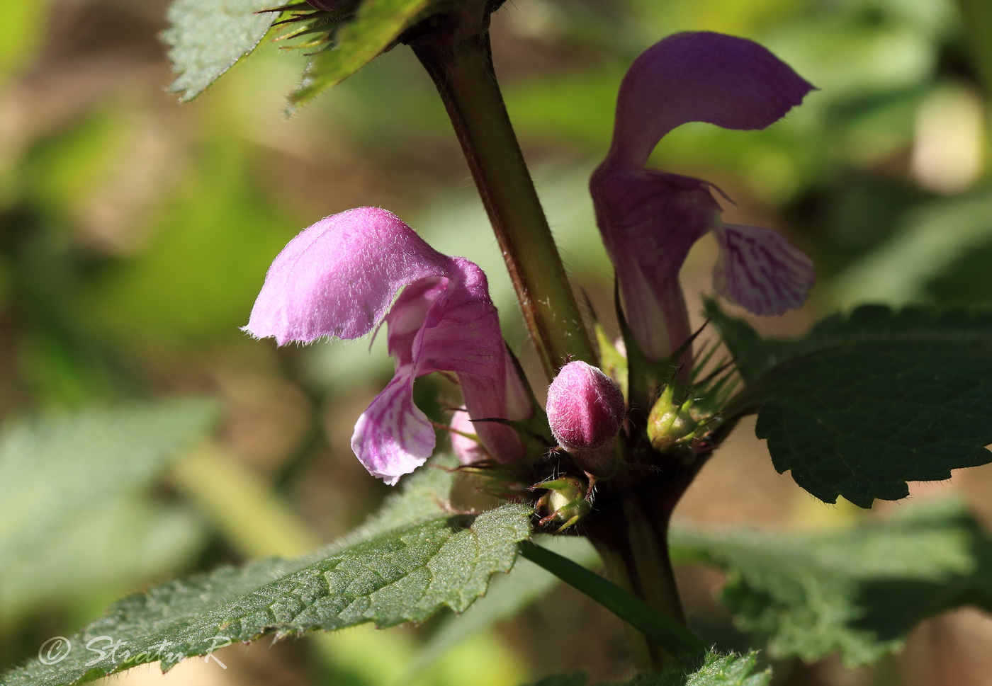 Image of Lamium maculatum specimen.
