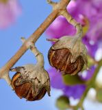 Lagerstroemia speciosa