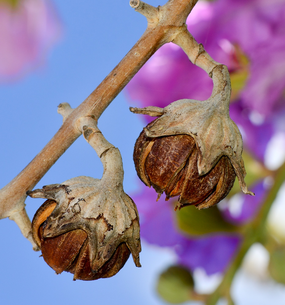 Изображение особи Lagerstroemia speciosa.