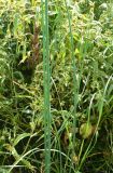 Schoenoplectus lacustris