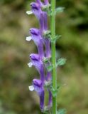 Scutellaria altissima. Фрагмент соцветия. Краснодарский край, Туапсинский р-н, гора Индюк, каштаново-дубовый лес на крупнокаменистом склоне. 27.06.2014.