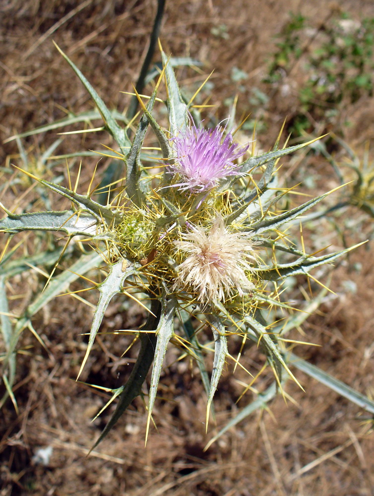 Image of Picnomon acarna specimen.