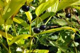 Disporum smilacinum
