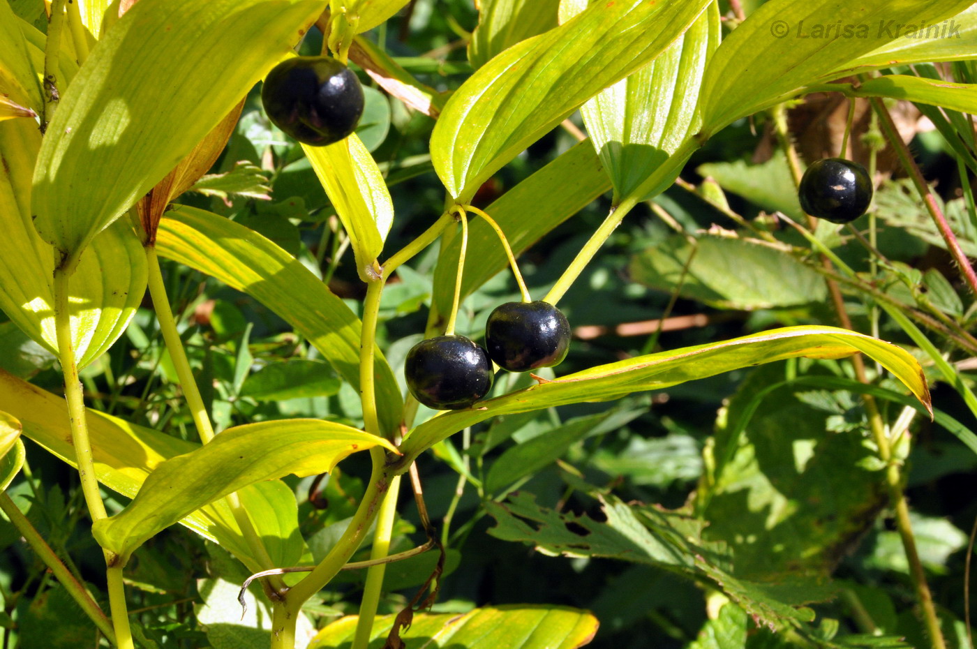 Image of Disporum smilacinum specimen.
