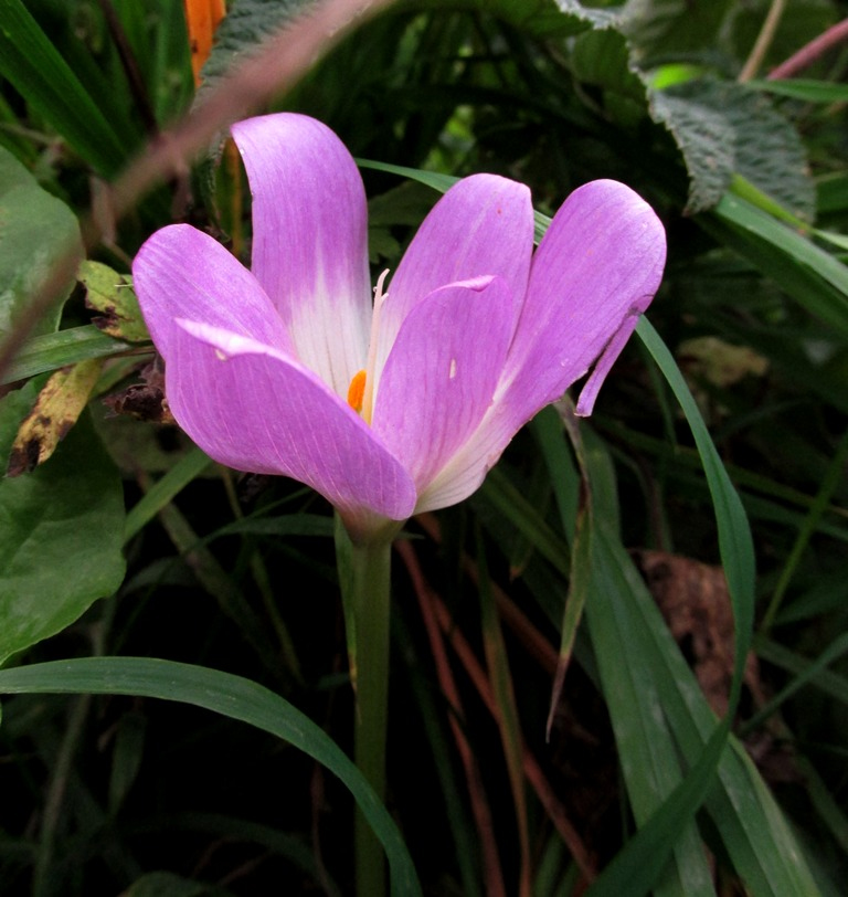 Image of Colchicum speciosum specimen.