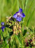 Geranium pratense. Верхушка побега с цветком и бутонами. Соловецкие острова, остров Большой Соловецкий. 06.07.2014.