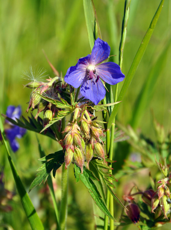 Изображение особи Geranium pratense.