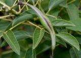 Erythrina crista-galli. Листья и невызревший плод. Германия, г. Крефельд, Ботанический сад. 06.09.2014.
