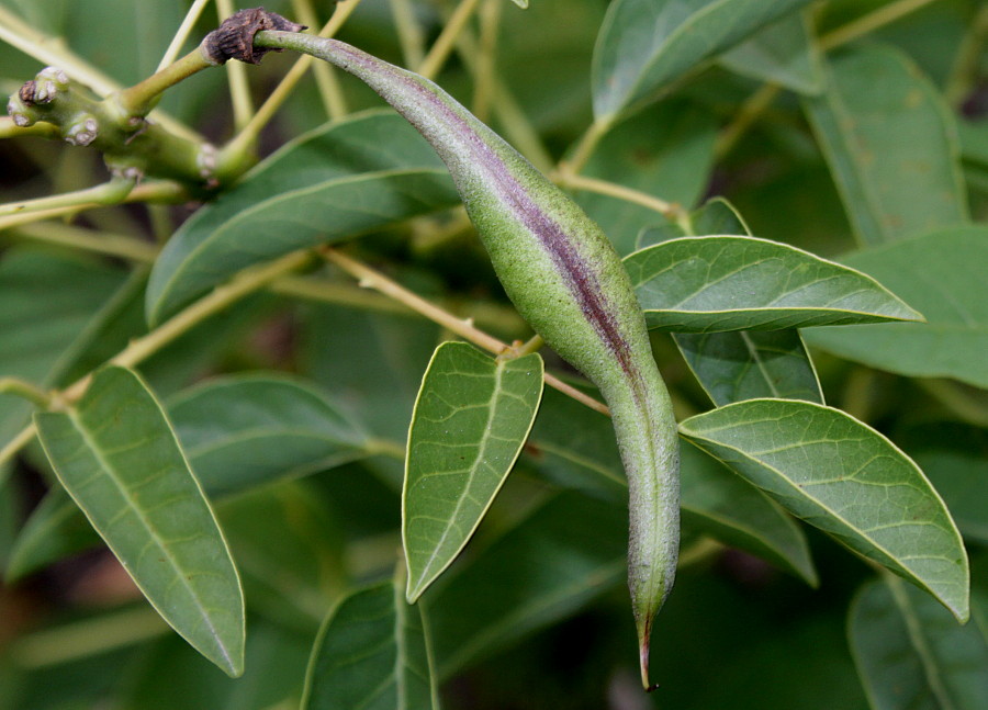 Image of Erythrina crista-galli specimen.