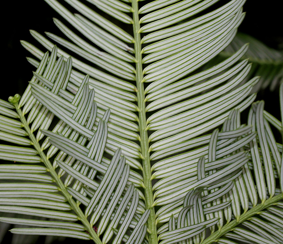 Изображение особи Cephalotaxus harringtonia var. drupacea.
