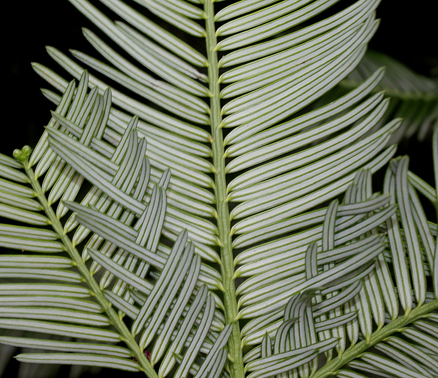 Image of Cephalotaxus harringtonia var. drupacea specimen.