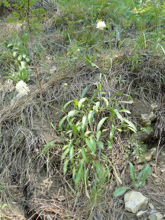 Изображение особи Cephalaria coriacea.