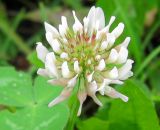 Trifolium repens