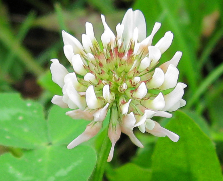 Image of Trifolium repens specimen.