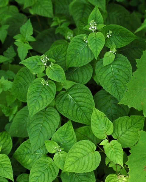 Image of Circaea cordata specimen.