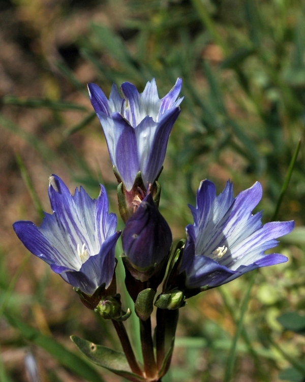 Изображение особи Gentiana olivieri.