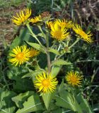 Inula helenium