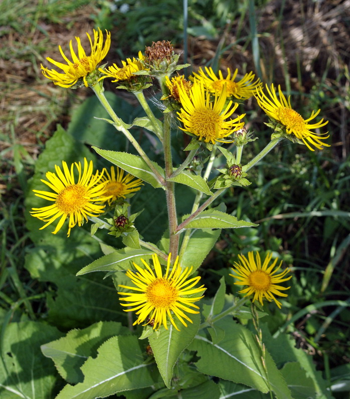 Изображение особи Inula helenium.