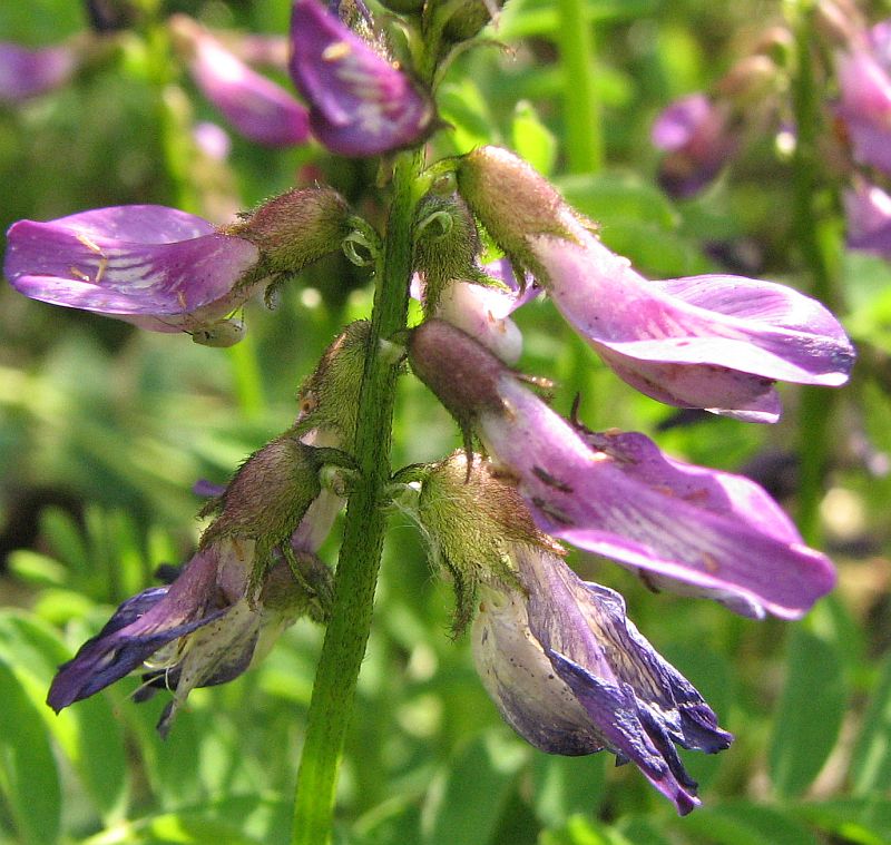 Image of Astragalus subpolaris specimen.