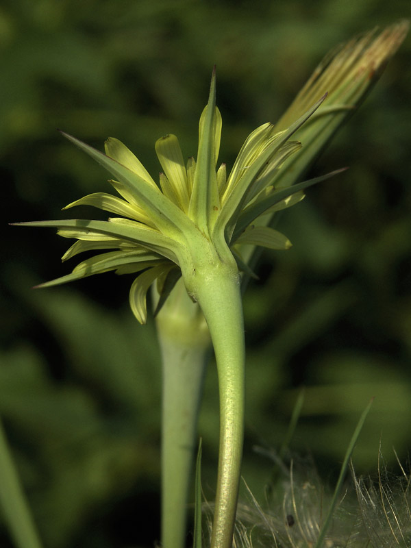 Image of Tragopogon dubius ssp. major specimen.