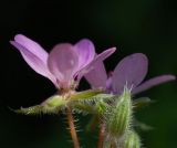 Erodium cicutarium