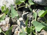 Cynanchum acutum