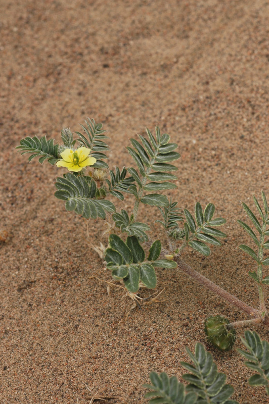 Изображение особи Tribulus terrestris.