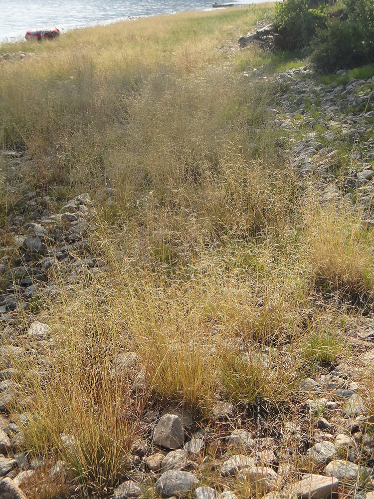 Изображение особи Deschampsia turczaninowii.