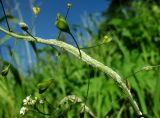 Capsella bursa-pastoris. Часть генеративного побега с плодами и спороношением гриба (по-видимому, Hyaloperonospora parasitica). Архангельская обл., Пинежский р-н, пос. Пинега, сорное. 21.06.2015.