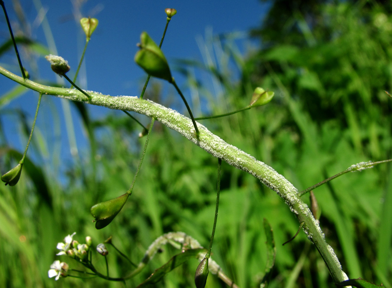 Изображение особи Capsella bursa-pastoris.