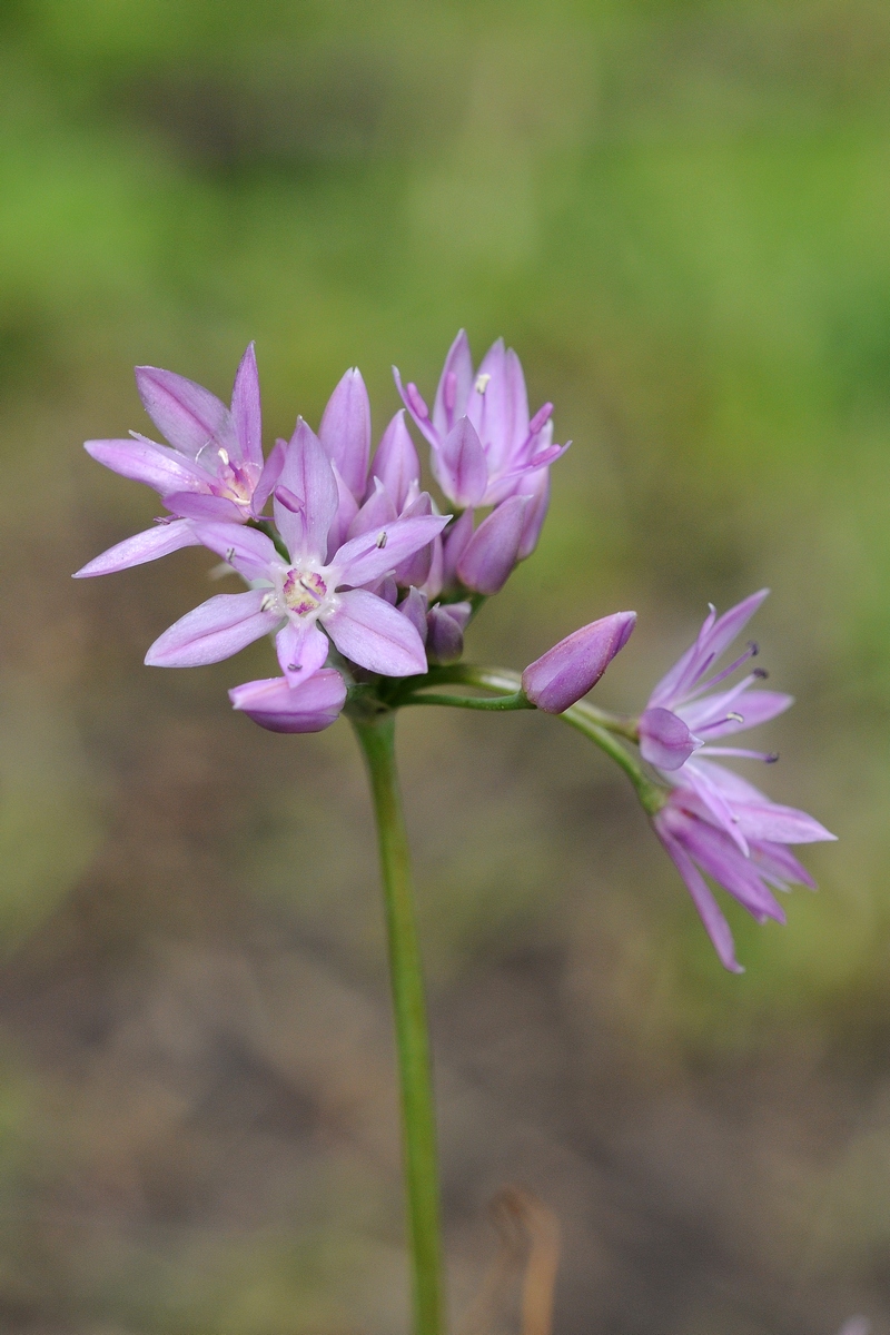 Изображение особи Allium bisceptrum.