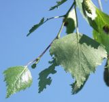 Betula pendula. Листья. Для вида характерно клиновидное основание и двоякозубчатый край листа. Ленинградская обл., Лужский р-н, пойма. Середина июня.