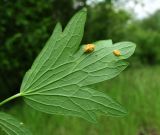 Thalictrum flavum