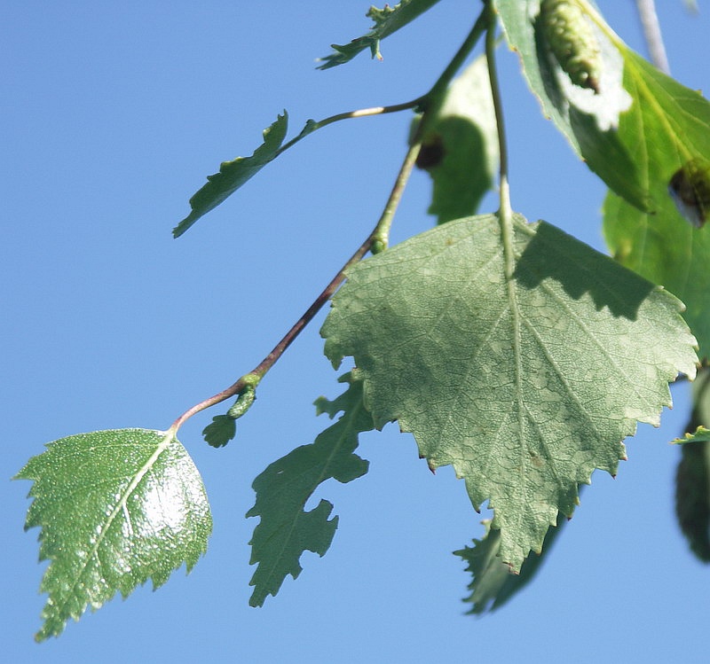 Изображение особи Betula pendula.