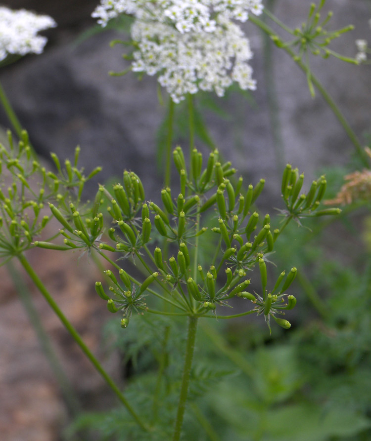 Изображение особи Chaerophyllum aureum.