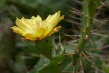 Opuntia monocantha