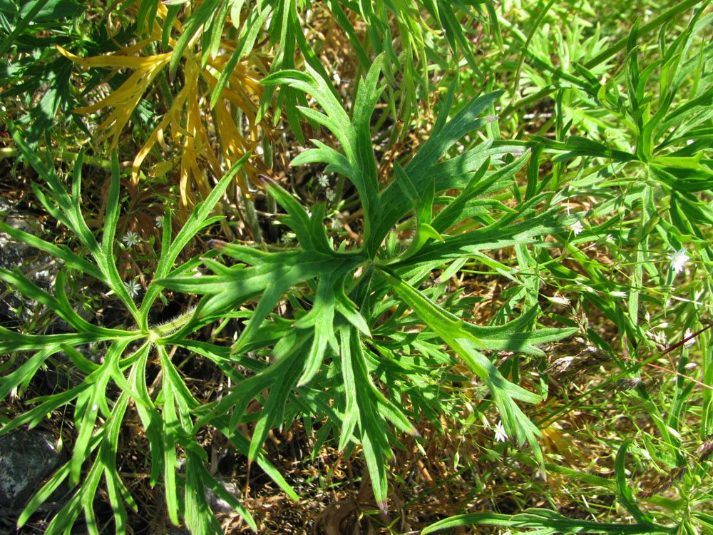 Изображение особи Aconitum barbatum.