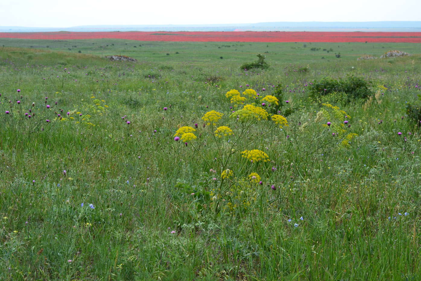 Изображение особи Pastinaca clausii.