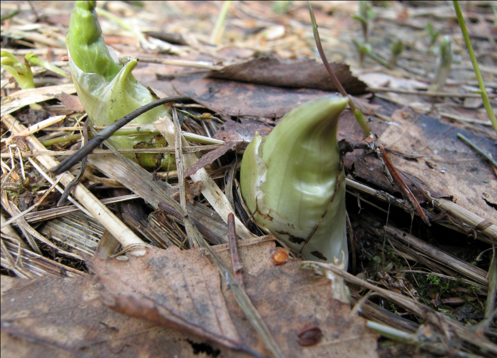 Image of Trollius europaeus specimen.