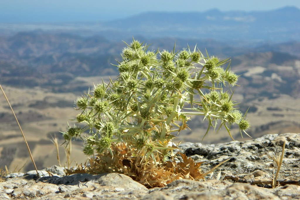 Изображение особи Eryngium campestre.