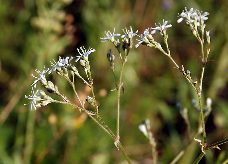 Image of Gypsophila altissima specimen.