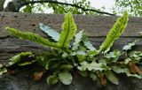 Phyllitis scolopendrium. Растения в щели стены. Германия, г. Дюссельдорф, стена ограждения. Июнь 2014 г.